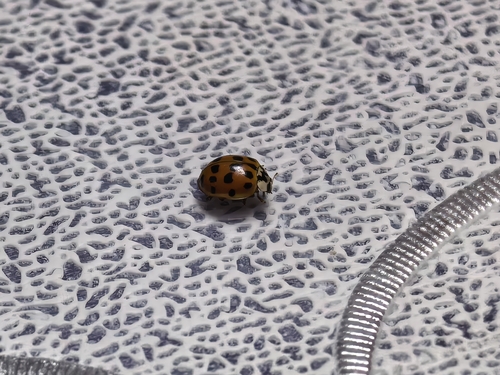 Asian Lady Beetle