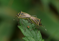 Mormidea triangularis