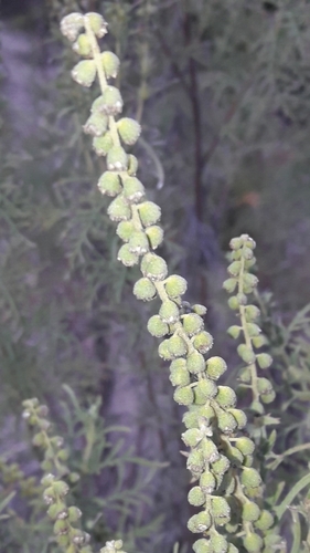 Ambrosia tenuifolia (Ambrosia tenuifolia)