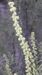 author not stated, no rights reserved Ambrosia tenuifolia, photograph author not stated, no rights reserved