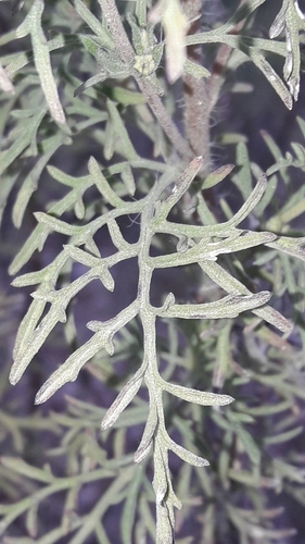 Ambrosia tenuifolia, photograph 3