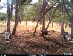 Meleagris gallopavo mexicana