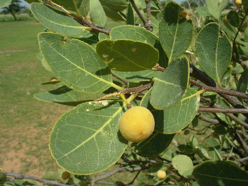 Boscia senegalensis image