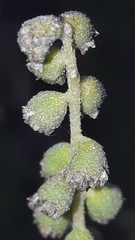 author not stated, no rights reserved Ambrosia tenuifolia, photograph author not stated, no rights reserved