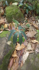 Dioscorea bemarivensis