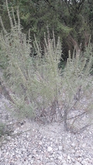 author not stated, no rights reserved Ambrosia tenuifolia, photograph author not stated, no rights reserved