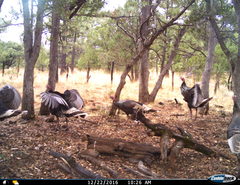 Meleagris gallopavo mexicana