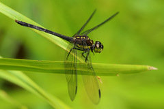 Agrionoptera longitudinalis