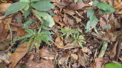 Lygodium lanceolatum