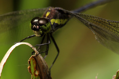 Agrionoptera longitudinalis