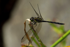 Agrionoptera longitudinalis