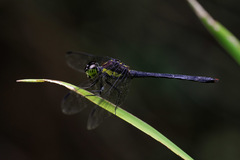 Agrionoptera longitudinalis