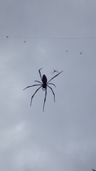 Nephila comorana