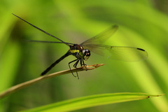Agrionoptera longitudinalis
