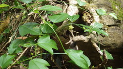 Passiflora pallida image