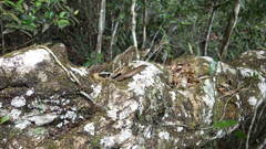 Trachylepis comorensis