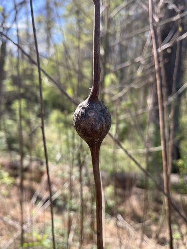 Unknown species found near Perry Blvd NW, Atlanta, GA, US