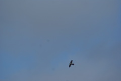 Falco tinnunculus tinnunculus