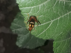 Forficula lucasi