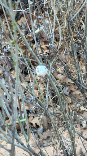 Unknown species found near Garfield County, US-UT, US