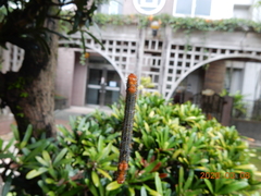 Milionia zonea pryeri