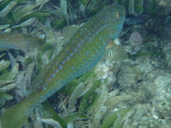 Leptoscarus vaigiensis