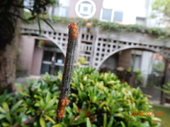 Milionia zonea pryeri