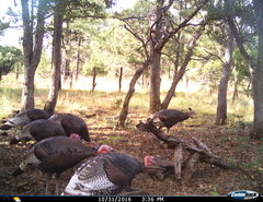 Meleagris gallopavo mexicana