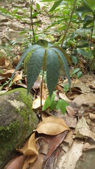 Dioscorea bemarivensis