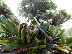 Milionia zonea pryeri