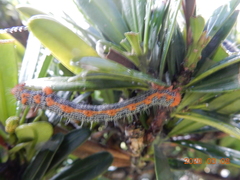 Milionia zonea pryeri