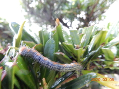 Milionia zonea pryeri