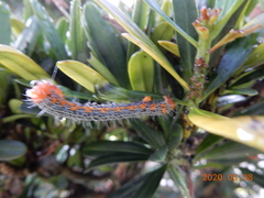 Milionia zonea pryeri