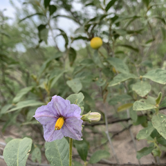 Solanum campylacanthum image