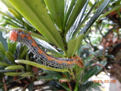 Milionia zonea pryeri