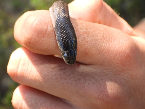 Iberian False Smooth Snake