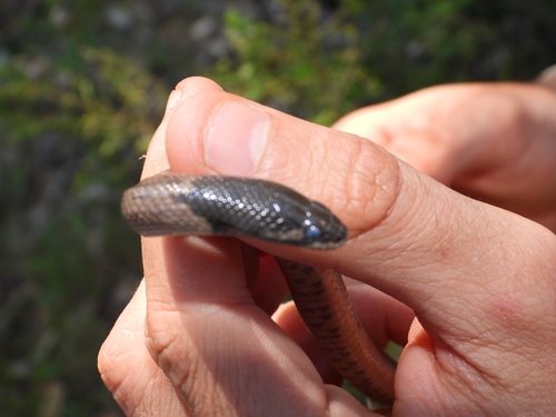 Iberian False Smooth Snake