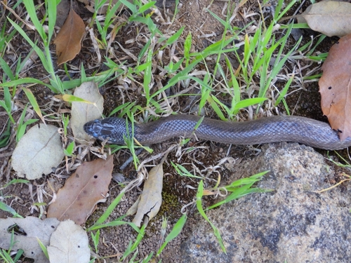 Iberian False Smooth Snake