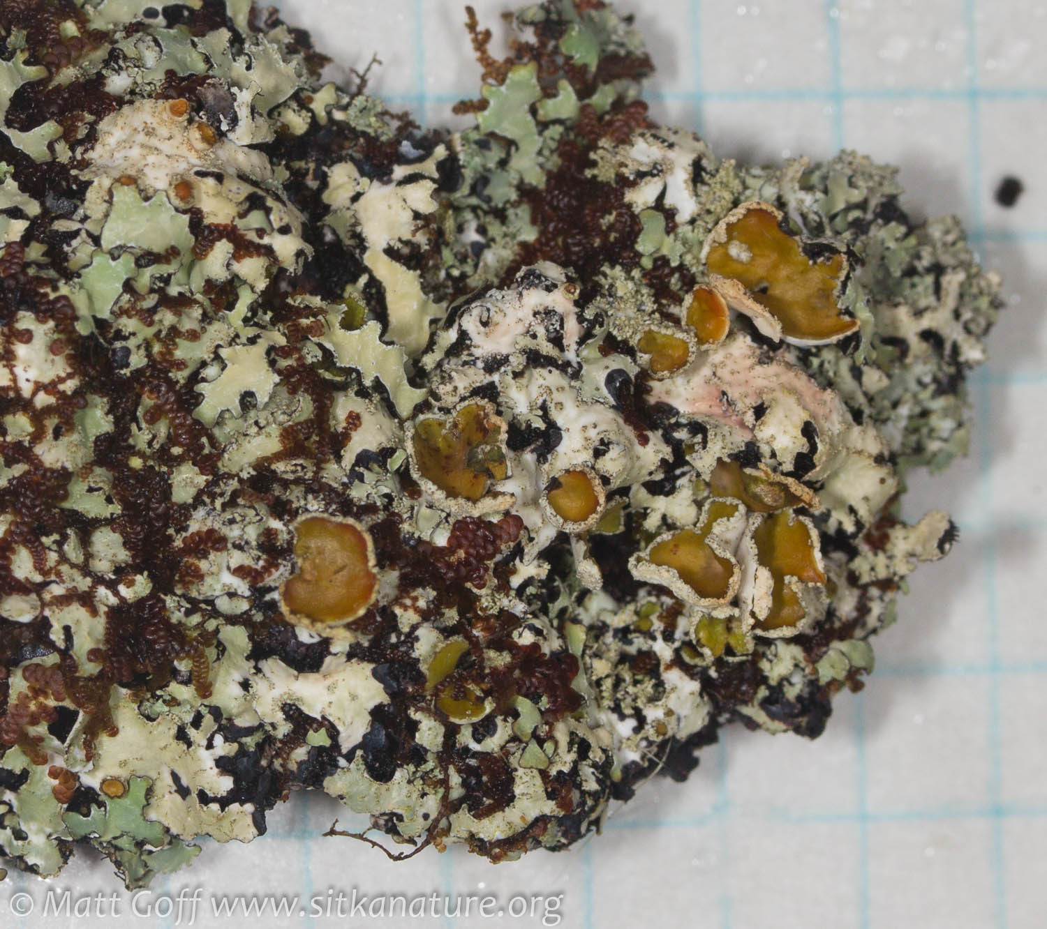 Parmelia squarrosa image