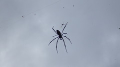 Nephila comorana