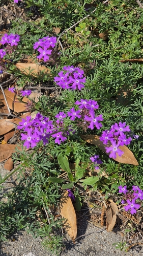moss verbena (Verbena pulchella)