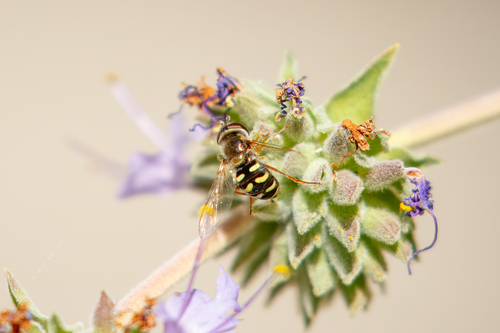 Unknown species found near Cherry Blossom Ln, Los Gatos, CA, US