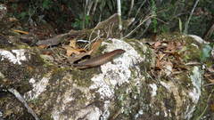 Trachylepis comorensis