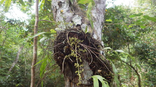 Sorindeia madagascariensis image