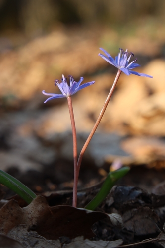 Alpine Squill