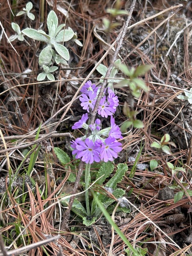 Primula erratica