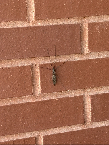 Unknown species found near Avon Old Farms School, Avon, CT, US