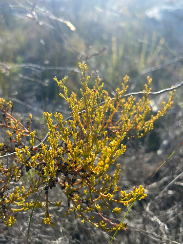 Heathy Rootthug (Thesium ericifolium)