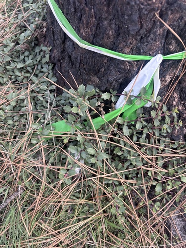 Mahala mat (Ceanothus prostratus)