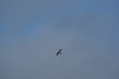 Falco tinnunculus tinnunculus